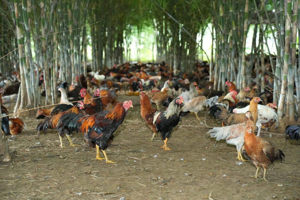 Giống Gà Chọi Bến Tre: Huyền Thoại Trong Giới Đá Gà Việt Nam
