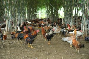 Giống Gà Chọi Bến Tre: Huyền Thoại Trong Giới Đá Gà Việt Nam